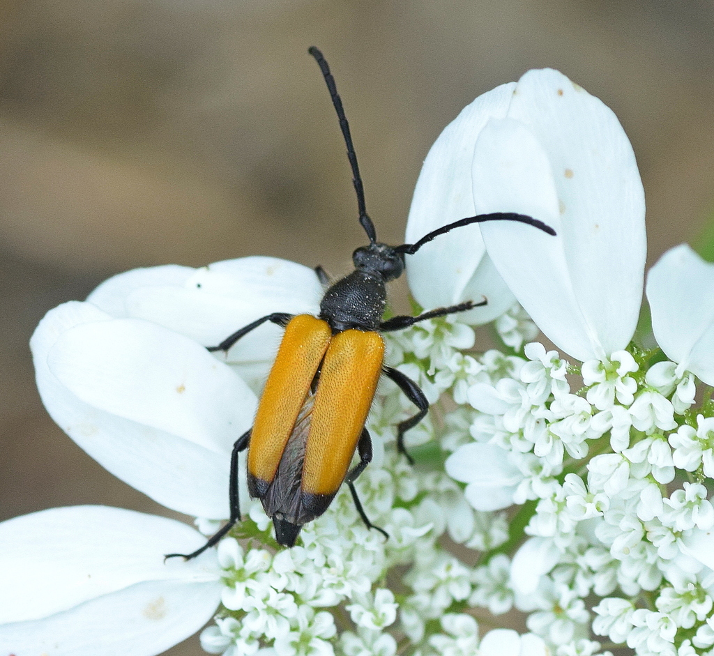 Paracorymbia