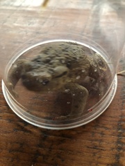 Bufo bufo