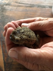 Bufo bufo