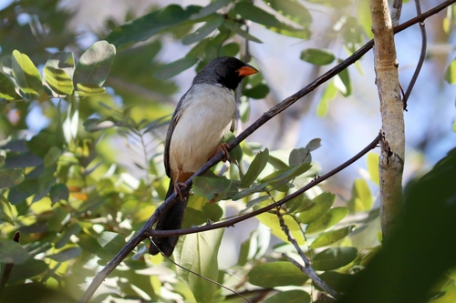 Black-throated Saltator (Saltatricula atricollis), photo 10