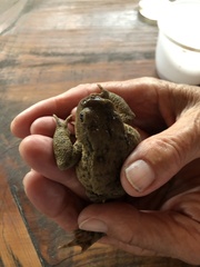Bufo bufo
