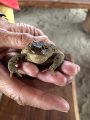 Bufo bufo