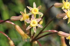 Tulbaghia dregeana