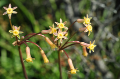 Tulbaghia dregeana