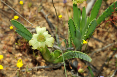Ferraria macrochlamys macrochlamys