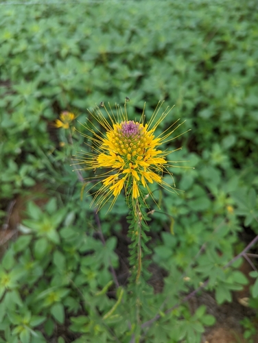 Image of Cleomella jonesii by no rights reserved