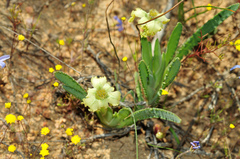 Ferraria macrochlamys macrochlamys