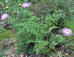 Psephellus absinthifolius