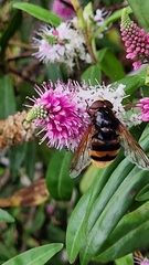 Volucella zonaria