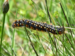 Eriogaster arbusculae