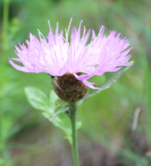 Psephellus absinthifolius