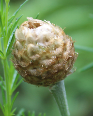 Psephellus absinthifolius