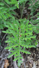 Psephellus absinthifolius