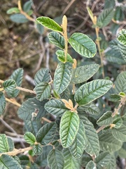 Pomaderris rugosa