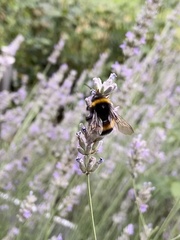 Bombus