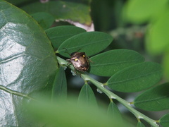 Eysarcoris guttigerus