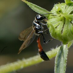 Trypoxylon californicum