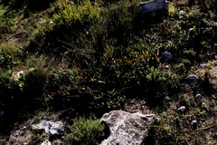 Carpobrotus edulis edulis