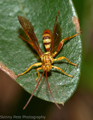 Neotheronia bicincta