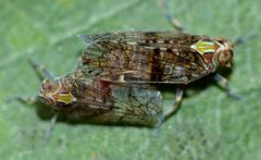 Koroana lanceloti