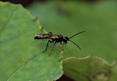 Tenthredo mandibularis