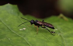 Tenthredo mandibularis