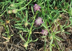 Centaurea aspera