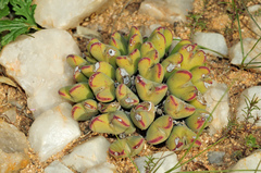 Conophytum bilobum