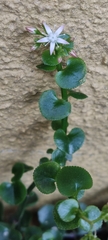 Crassula spathulata