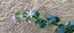 Crassula spathulata