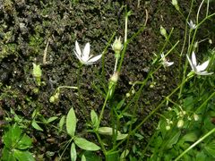 Micranthes stellaris