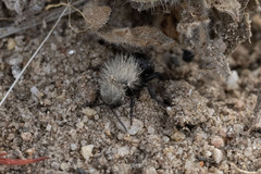 Dasymutilla coccineohirta