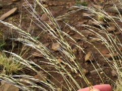 Stipagrostis ciliata capensis