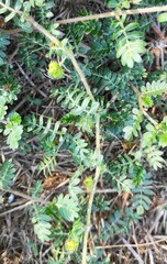 Tribulus terrestris