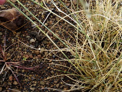 Stipagrostis ciliata capensis