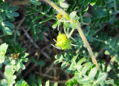 Tribulus terrestris