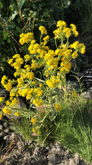 Tephroseris palustris