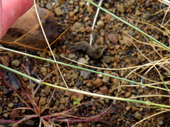 Stipagrostis ciliata capensis