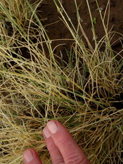 Stipagrostis ciliata capensis