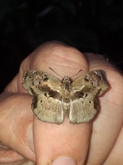 Quadrus lugubris