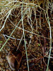 Stipagrostis ciliata capensis