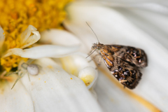 Tebenna bjerkandrella