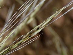 Stipagrostis ciliata capensis