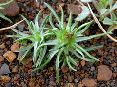 Ifloga glomerata