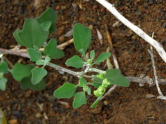 Chenopodium phillipsianum