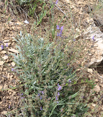 Salvia canescens