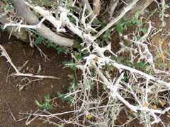 Chenopodium phillipsianum