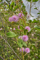 Mimosa albida albida