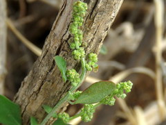 Chenopodium phillipsianum