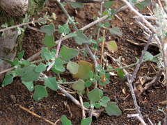 Chenopodium phillipsianum